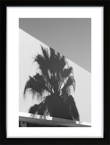Foto print -  Shadow - Palm Tree against the wall